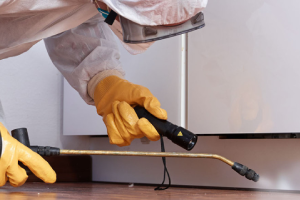 Messie Schädlingsbekämpfung Ibbenbüren